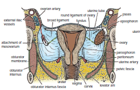 Human Medecine: Broad Ligaments-The Rectouterine Pouch (pouch of