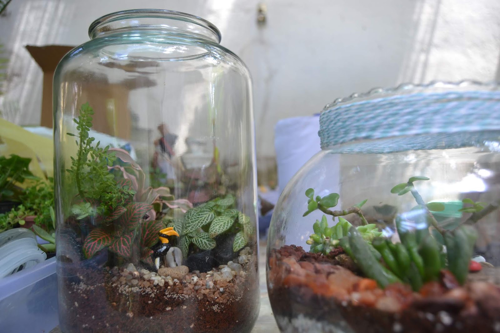 Pebbles Terrarium Blog Closed Terrarium at Bangalore