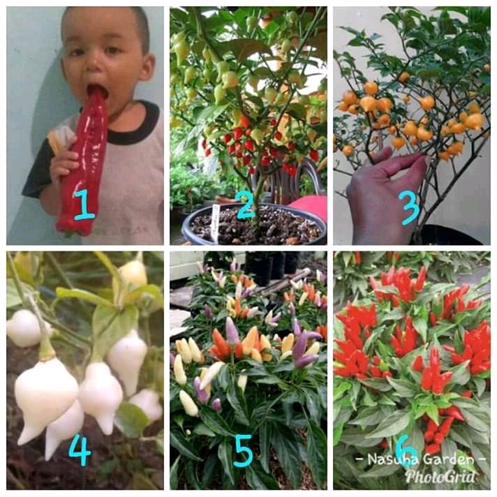 Gambar Produk 2