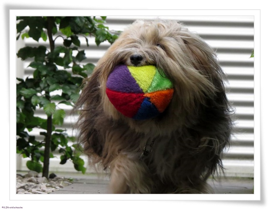 [Hundeblog] Einfach Socke Stöckchen gefangen&hellip;.