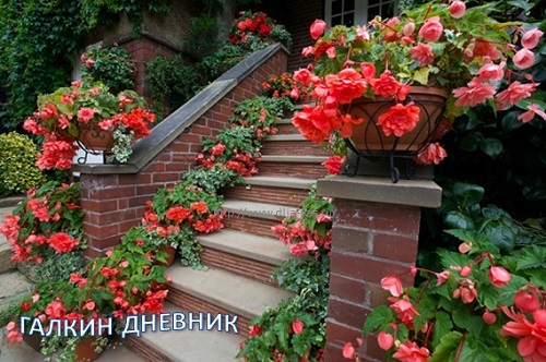 Бегония в интерьере Бегония клубневая. Посадка и уход.