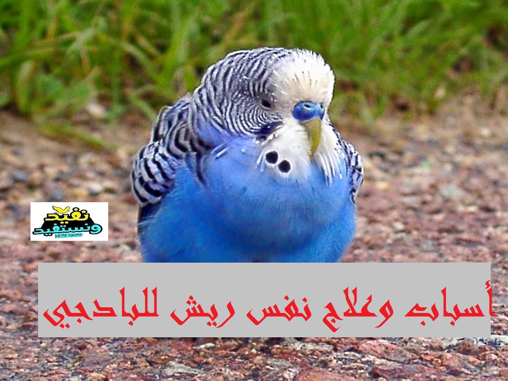 أسباب مرض نفش الريش وعلاجه لعصفور البادجي وطرق الوقاية أسباب مرض نفش الريش وعلاجه لعصفور البادجي وطرق الوقاية