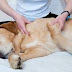 Τα πλεονεκτήματα του massage στον σκύλο...
