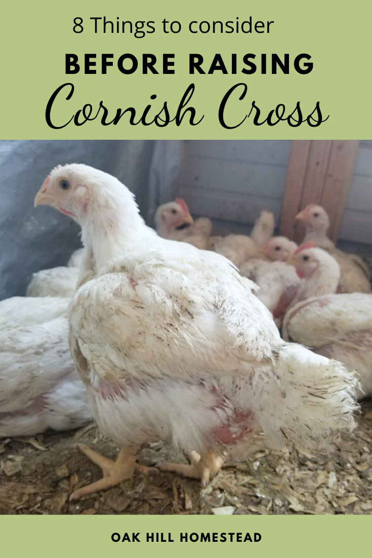 10 Things to Consider Before Raising Cornish Cross Broilers Oak Hill