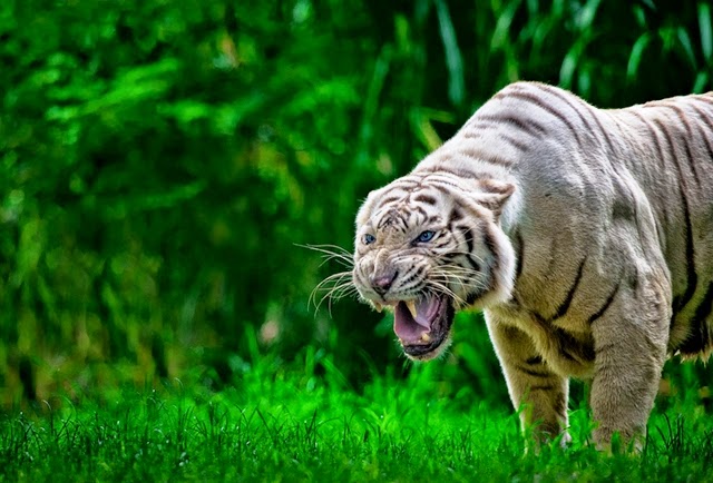 most beautiful big cats