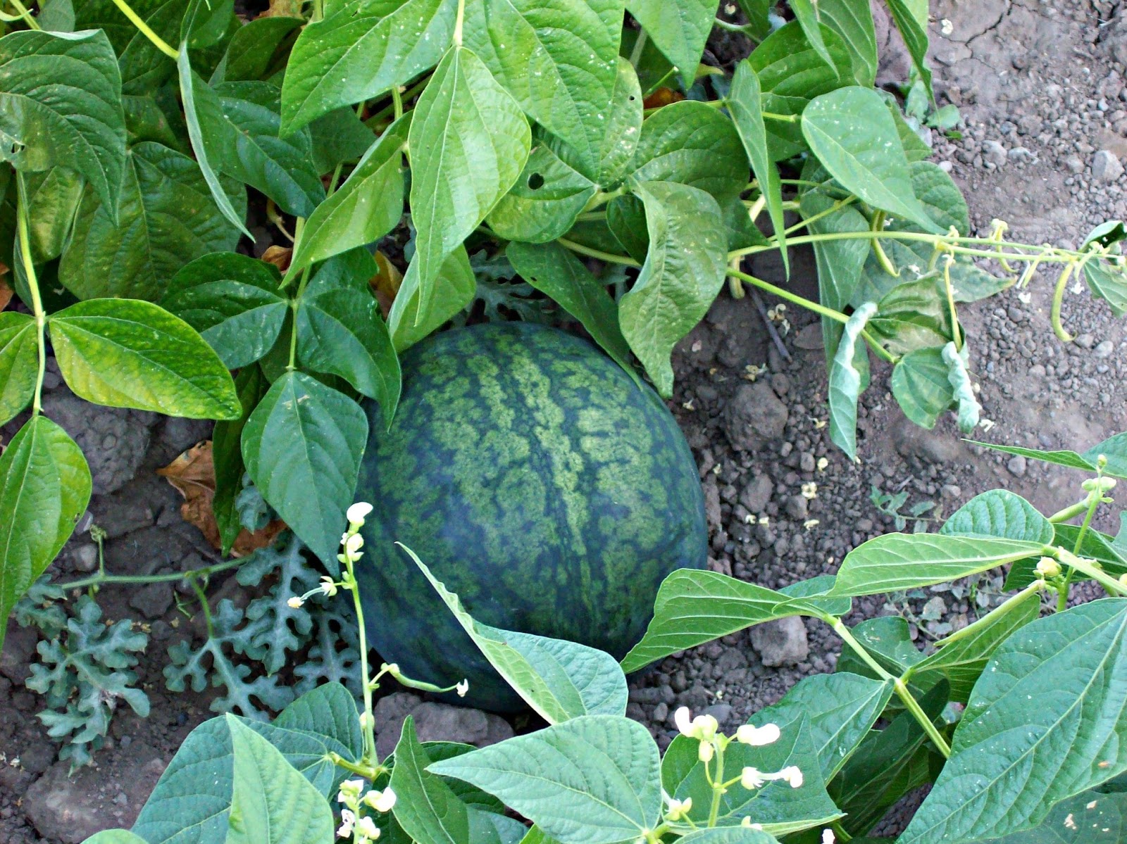 red or green? Watermelon, Corn & Jalapeno Salad
