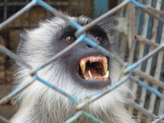 Gulbarga Government Zoo, Karnataka