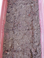 Tray used as contianer for sowing cilantro seeds