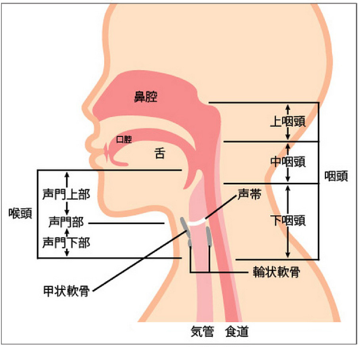 本 説 伝 （ﾎﾝﾄﾂﾀｴ） 喉頭がん