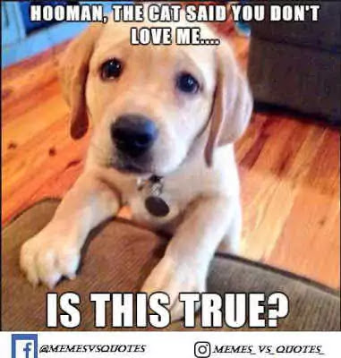 Click and get 101 best I Love You Meme that you can get anywhere else. I Love You Meme