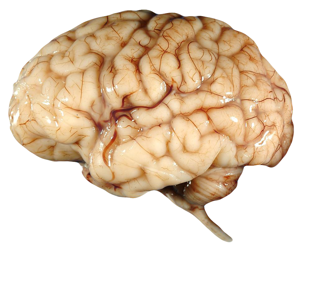 Нижних конечностей и головного мозга. Головной мозг настоящий. Мозг человека настоящее.