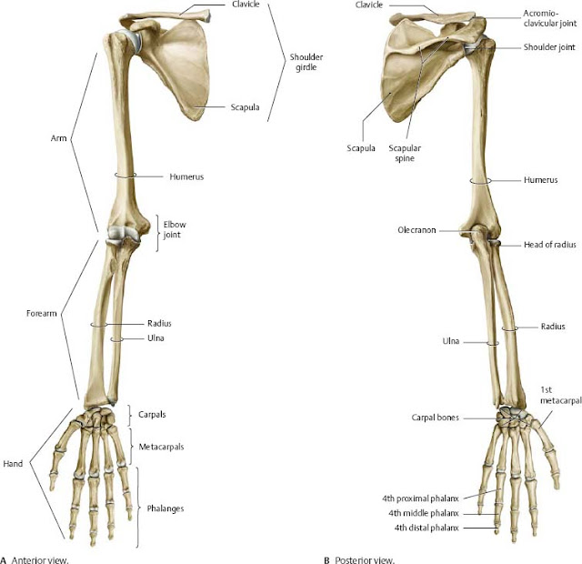 Dr Physiotherapist ANATOMY OF UPPER LIMB