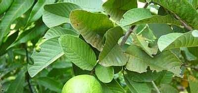 Khasiat Daun Jambu Batu 7 Manfaat Daun Jambu Biji Obat Alami Diare