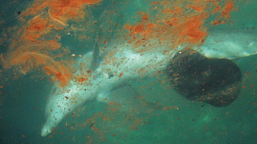 Scienziati: nessun ecosistema marino resterà inalterato dall'inquinamento.