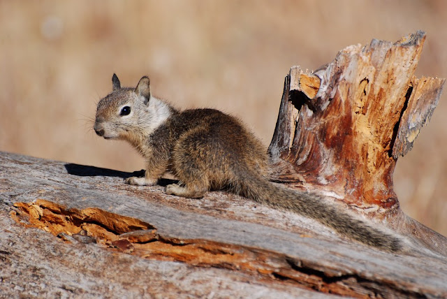 Otospermophilus beecheyi Otospermophilus beecheyi