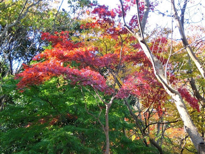 浄明寺緑地の紅葉・黄葉