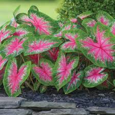 Caladium «caladio» - Id Plantae