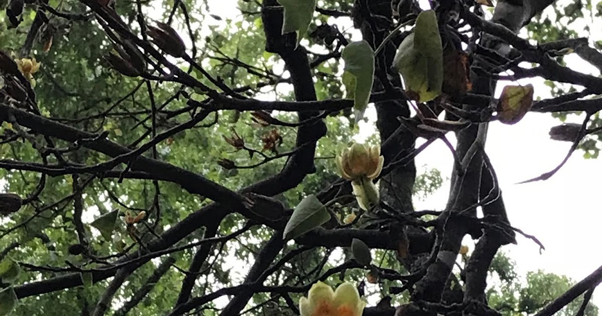20011 Poplar Flowers