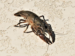Crayfish (public domain photo)