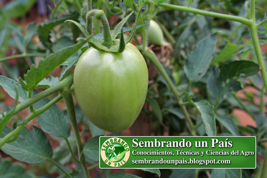 tomate verde en planta
