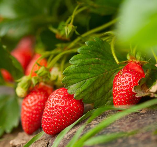 Notulae Botanicae Horti Agrobotanici ClujNapoca Heatstress Tolerance of Some Strawberry