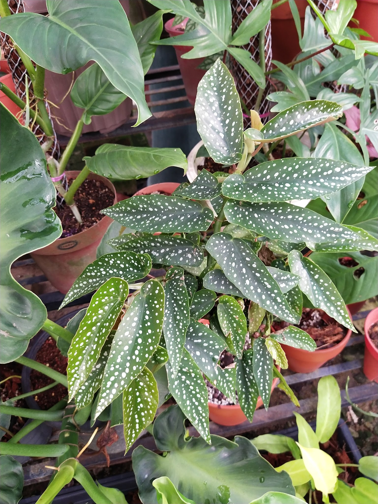 Garden Chronicles of James David Begonia Maculata 'Tamaya’ (Updated 2021)