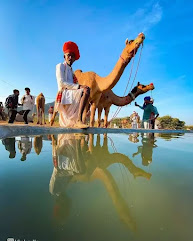 camel festival pushkar