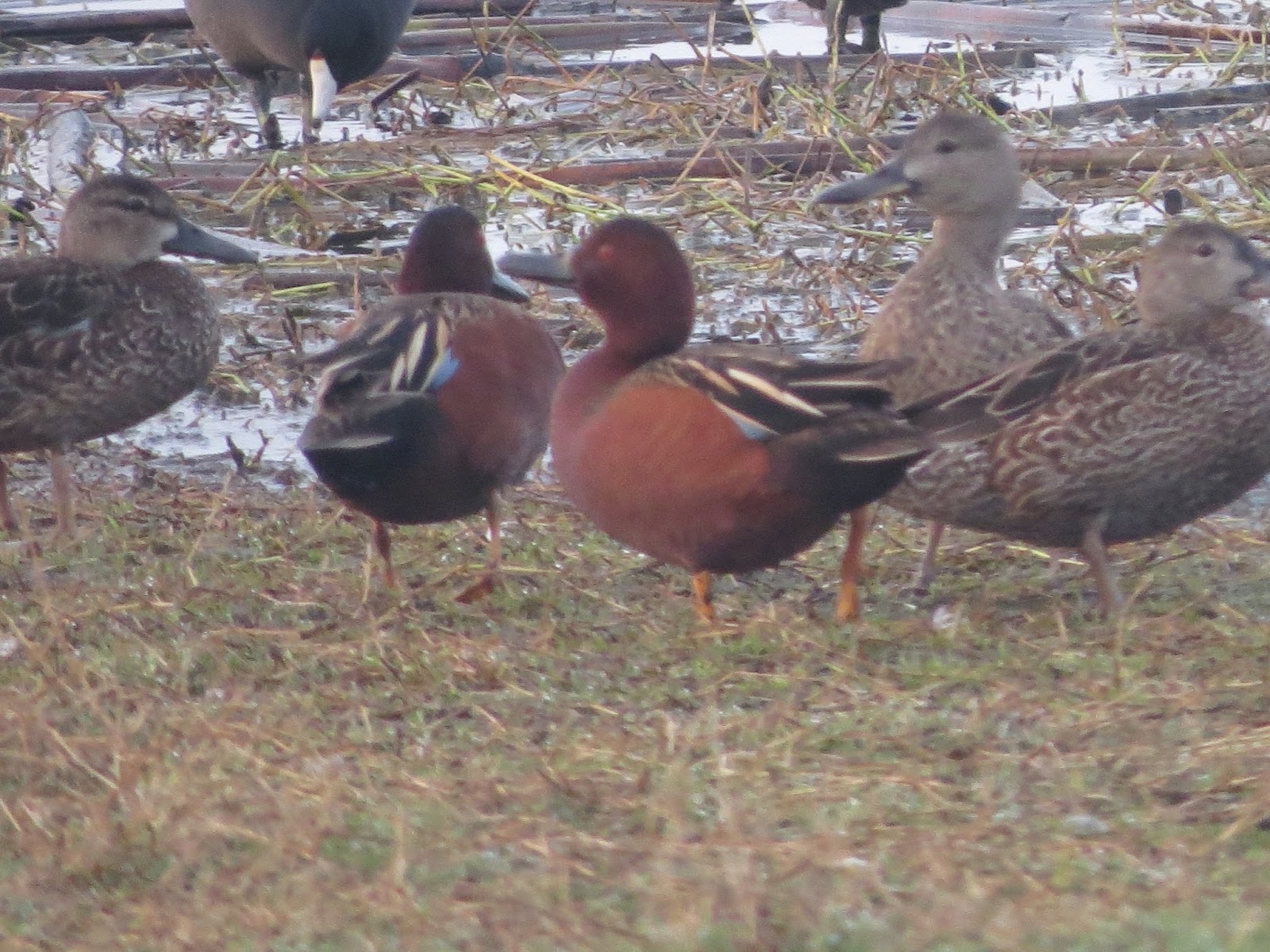 Adventures of a Vagabond Volunteer On the Hunt for Choke Canyon State