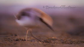 Kentish plover Charadrius alexandrinus