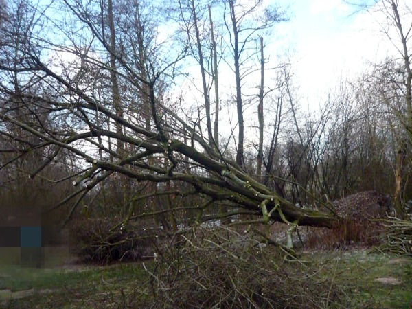 Beautiful secrets.♥: Kleiner Baum :D