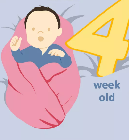 تطور الرضيع في الأسابيع الأسبوع الرابع