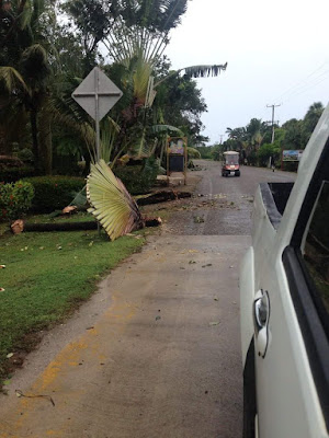 Remax Vip Belize: Many downed trees.