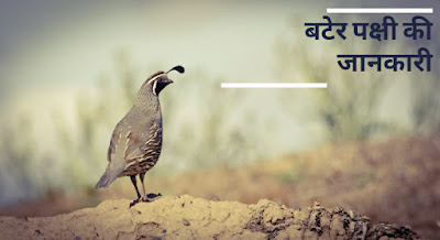 Quail Bird In Hindi