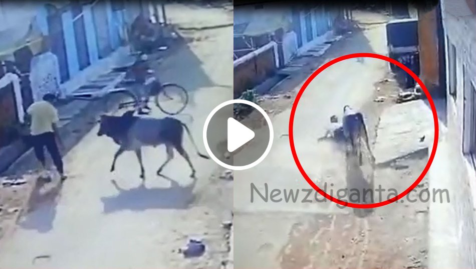 “நடுரோட்டில் நடந்து சென்றவரை முட்டி தூக்கி வீசிய காளை !! “நடுரோட்டில் நடந்து சென்றவரை முட்டி தூக்கி வீசிய காளை !!