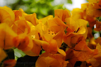 Yellow flowers HD