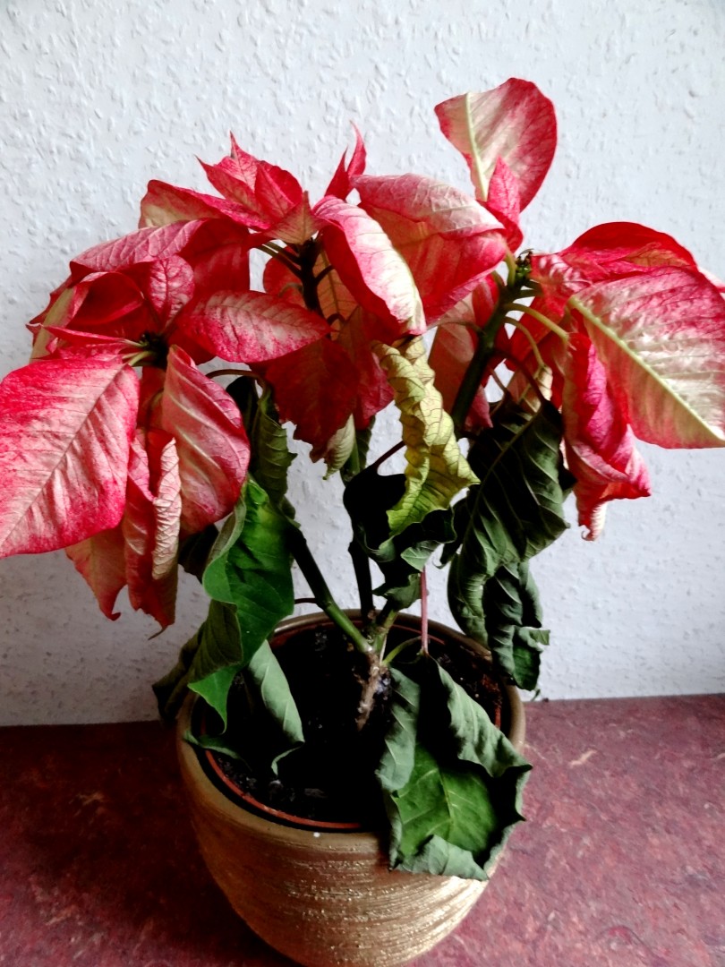 WHY IS MY POINSETTIA DROPPING ITS LEAVES? The Garden of Eaden