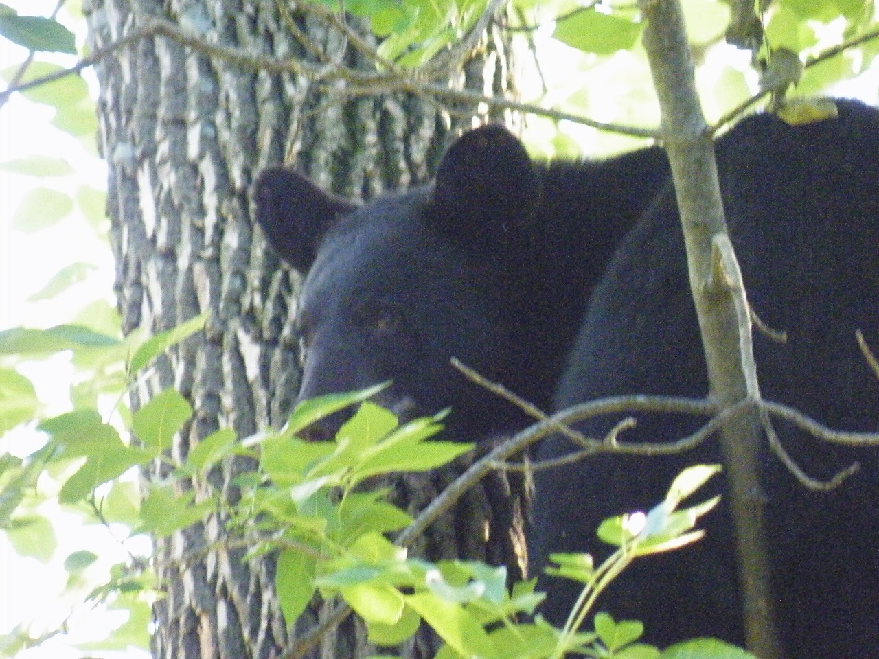 Inside Joplin Bear behind bars after being spotted in wooded area near