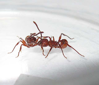 Pristomyrmex trachylissus workers