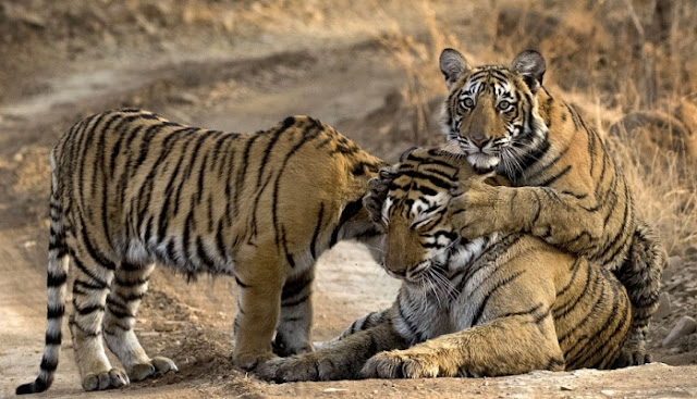 White Wolf : Tiger cub clambers over her mother for a cuddle