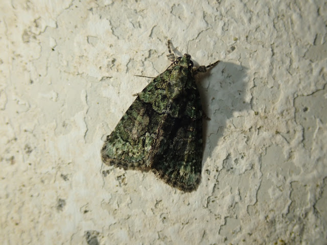 Cryphia algae Cryphia algae