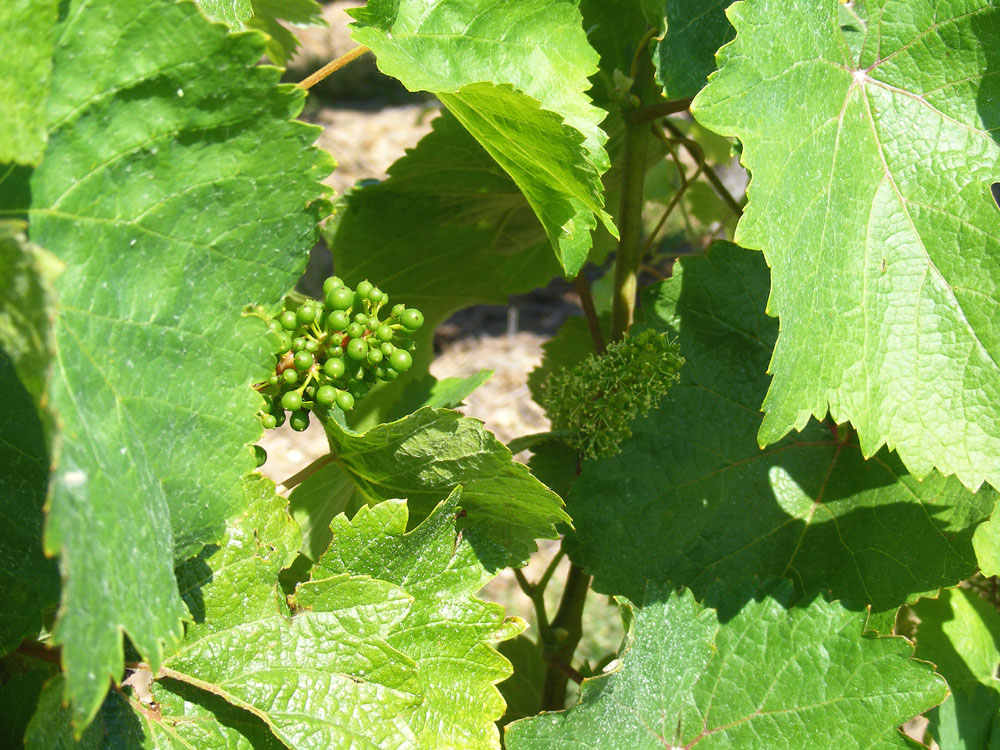 Days on the Claise Two Stage Grapes