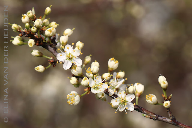 ROZEN OP MIJN PAD: Ontluikend voorjaar
