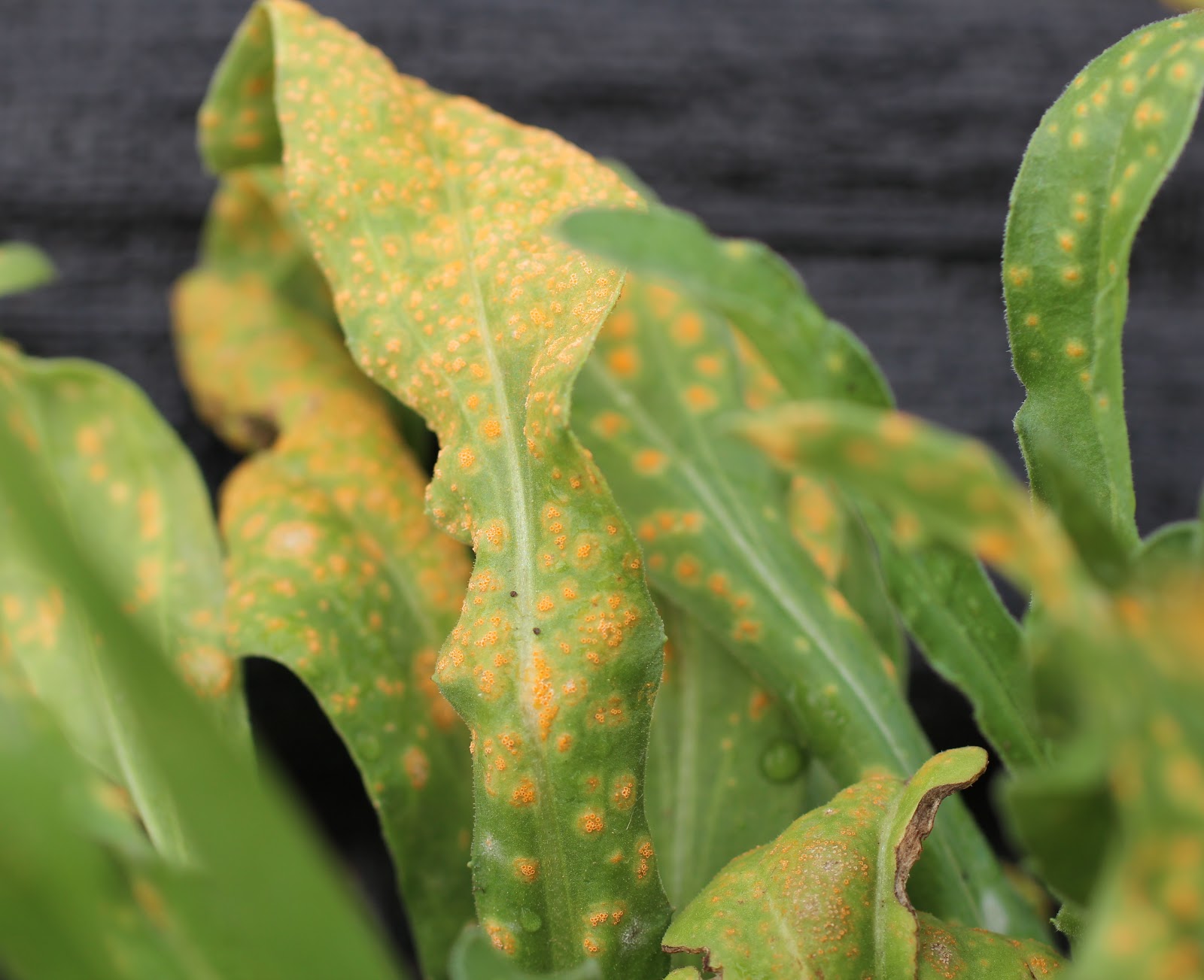 Florez Nursery: Calendula rust: Puccinia lagenophorae