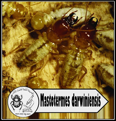 Mastotermes darwiniensis