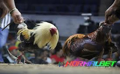 Sabung Ayam Online