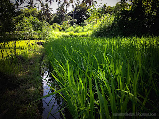 Paddy Plants Has Got Enough Water On The Rice Fields At Ringdikit Village, North Bali, Indonesia