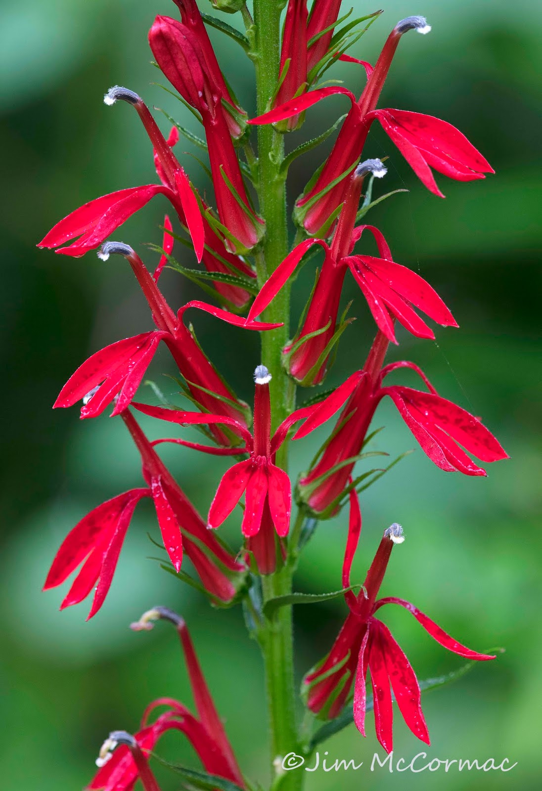 Ohio Birds and Biodiversity Rubythroated Hummingbird pollinates