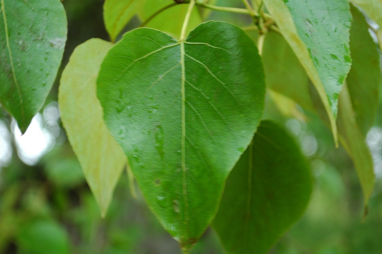 Nature Minute Species of the Month Black Cottonwood