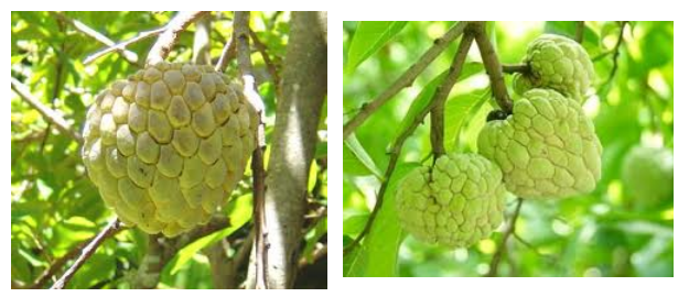 Health Alert!: Atis (Anona squamosa L.) Description and Use