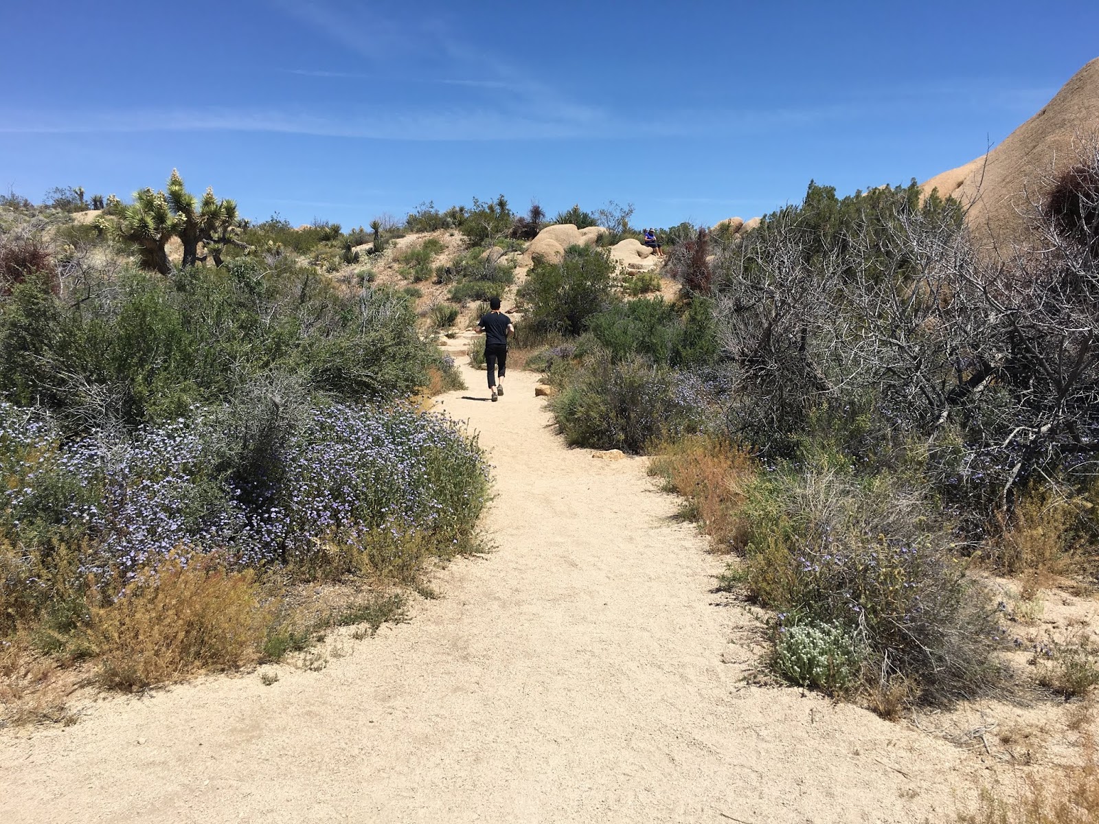 Running Routes Skull Rock Trail, Joshua Tree Running Route